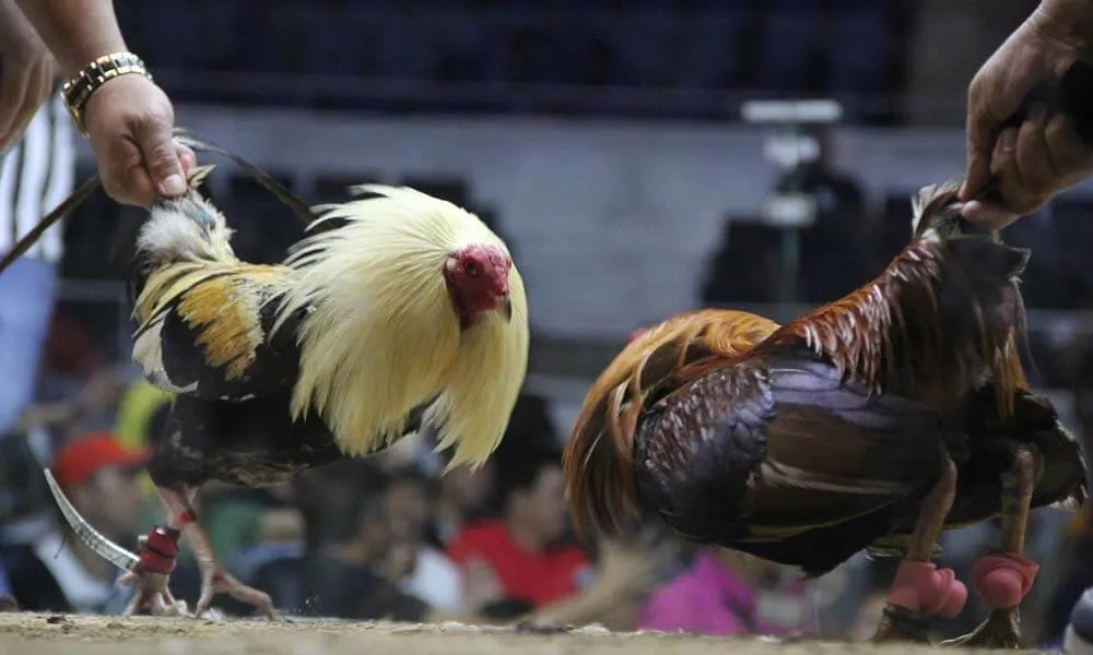 Fighting cock's beak