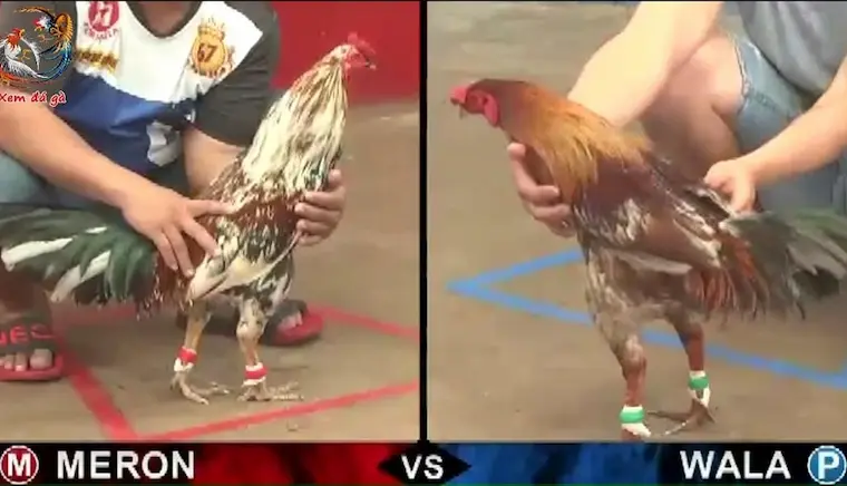 Learn about the main betting options in Cambodian cockfighting