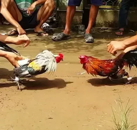 Cambodian Cockfighting – Discover popular forms of cockfighting