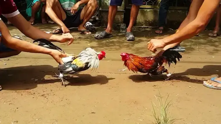 Cambodian cockfighting