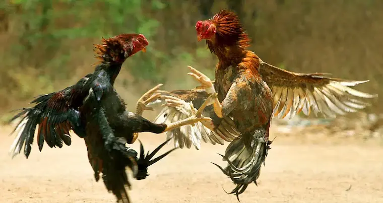 Why is Cambodian cockfighting so popular?