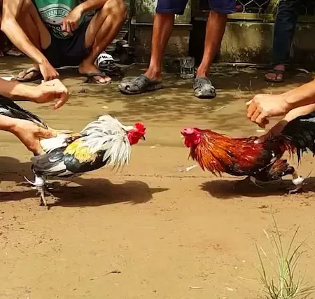 Cockfighting Betting: Instructions, Rules and Winning Experience