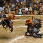 Cockfighting Thomo