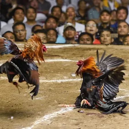 Live Cockfighting Thomo Cambodia Guide at 646JILI