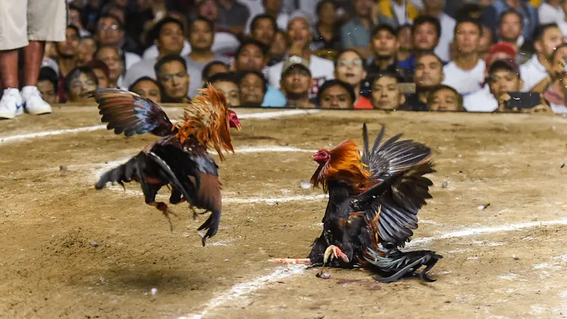 Types of Live Cockfighting at 646JILI